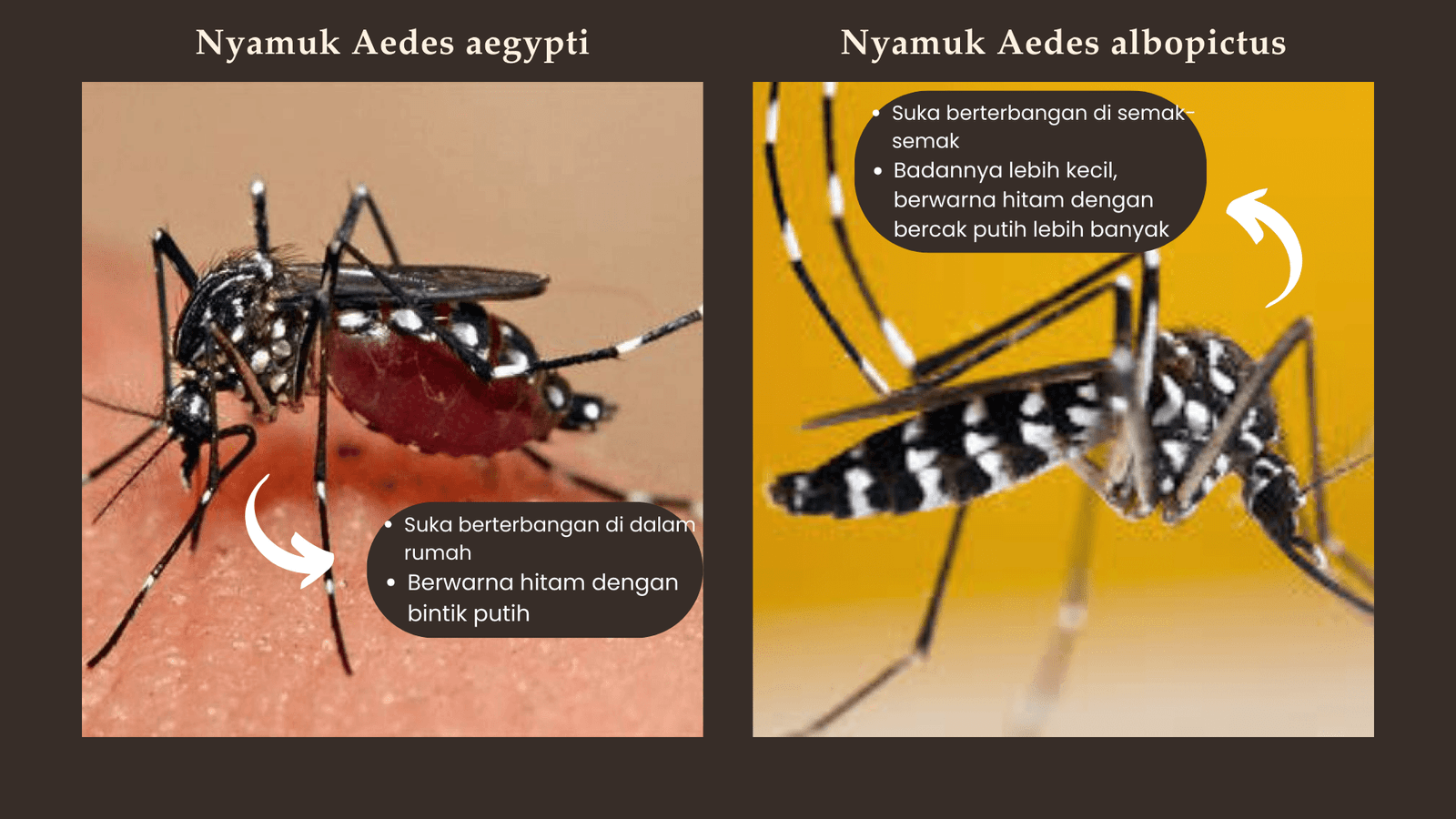 Ilustrasi nyamuk Aedes aegypti dan Aedes albopictus, vektor utama penular virus dengue