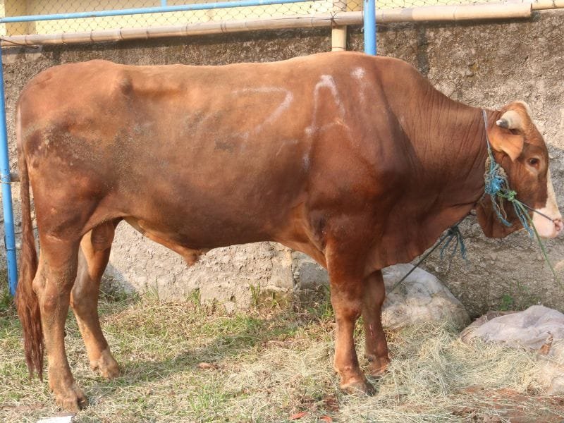Harga Sapi Kurban 2025 Melambung Peternak Lokal Nikmati Lonjakan Permintaan Jelang Idul Adha