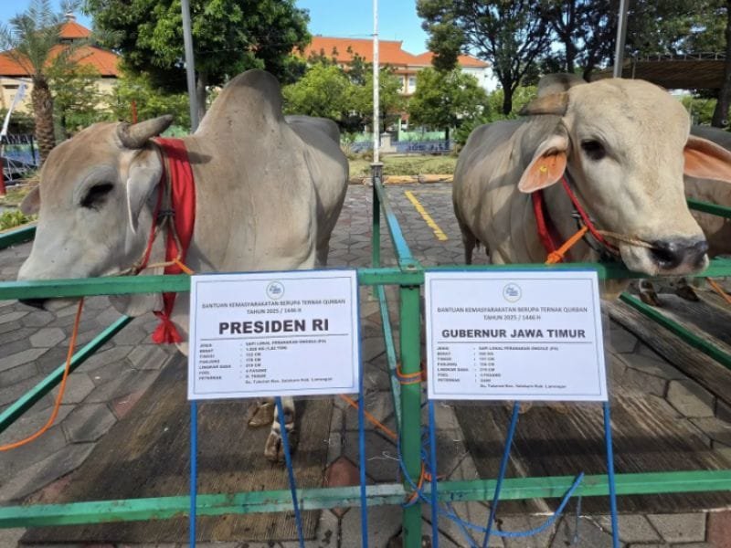 Presiden Prabowo Kembali Kurban Sapi Raksasa Seberat 1,2 Ton di Masjid Al-Akbar