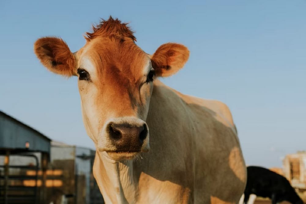 Viral Sapi Kurban di Klaten Berdiri Lagi Setelah Disembelih, Ini Penjelasannya