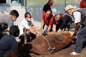 Sekelompok warga di Indonesia sedang bergotong royong dalam proses penyembelihan dan pembagian daging kurban Idul Adha