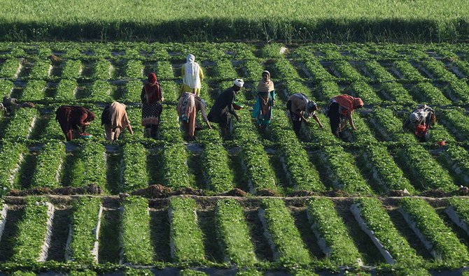 “Smart farming greenhouse di Pakistan menggunakan IoT dan teknologi agritech modern.”