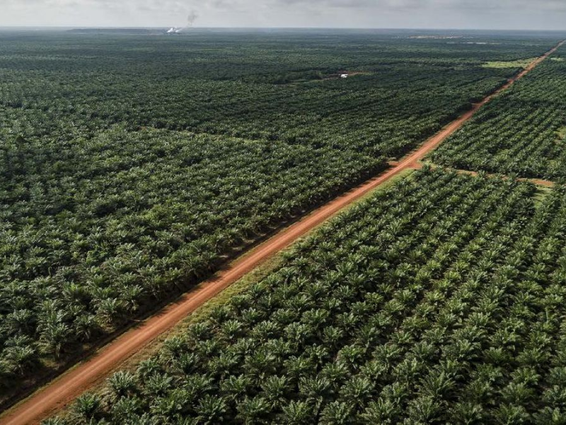 Papua Ditanami Sawit