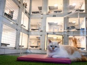 Tempat Penitipan Hewan