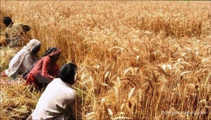 Pola makan orang Pakistan yang didominasi gandum dan roti