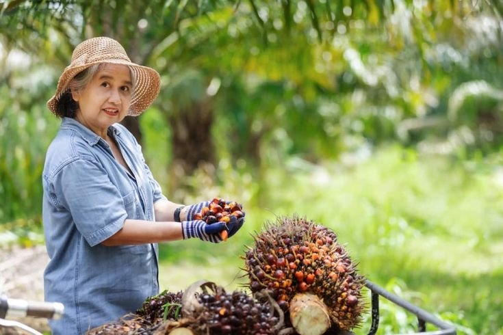 Sawit Jambi Diam-Diam Kuasai Pasar, Ini Faktanya yang Jarang Dibahas