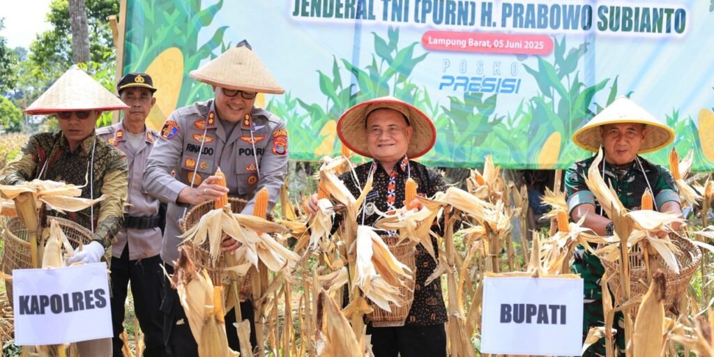 Jagung Lampung Kuasai Pasar, Tapi Siapa yang Untung? Fakta Distribusi Keuntungan