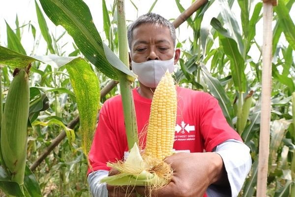 Bisnis Jagung Lampung: Peluang Besar yang Jarang Dibahas, Ini Faktanya