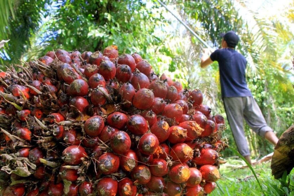 Fakta Bahwa Riau Adalah Raja Sawit Indonesia, Tapi Rakyat Belum Kaya