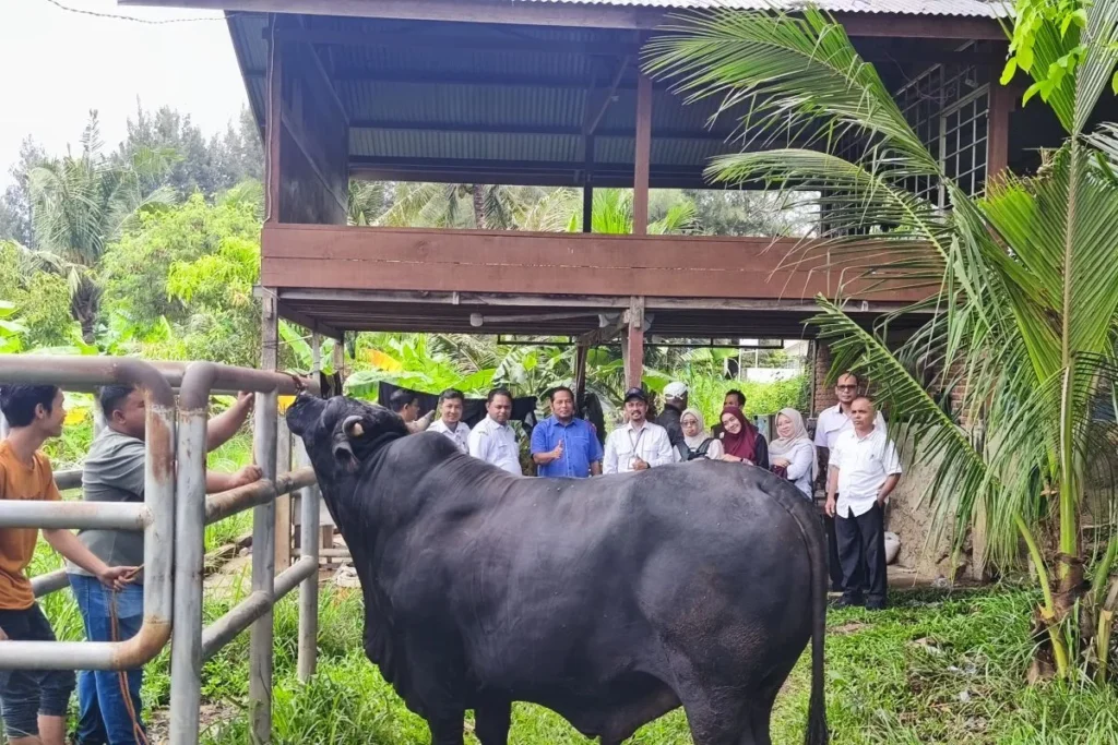 sapi kurban banda aceh