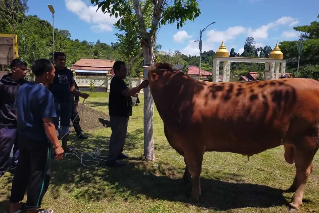 sapi kurban