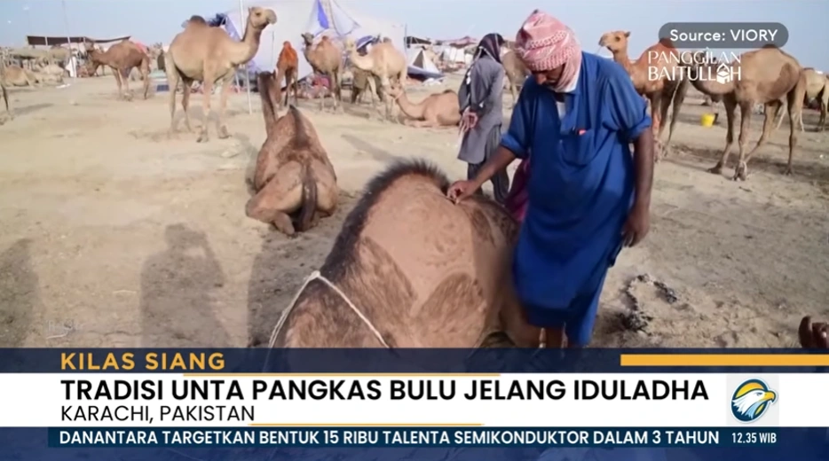 unta di pakistan