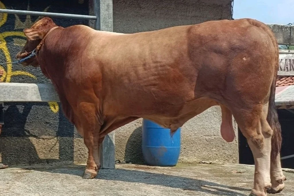 sapi kurban presiden prabowo