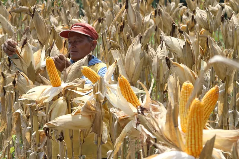 Lampung Lumbung Jagung Nasional, Tapi Petani Belum Kaya? Fakta yang Bikin Kaget