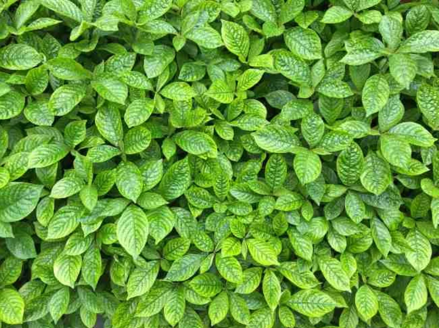 manfaat daun keji beling