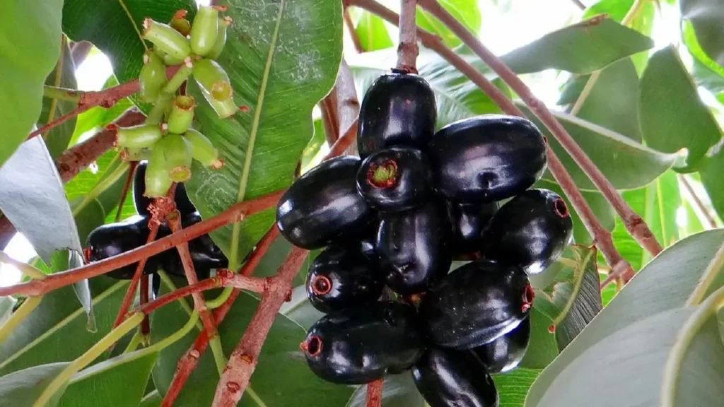 manfaat buah jamblang
