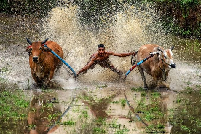 Pacu Jawi Sumatera Barat