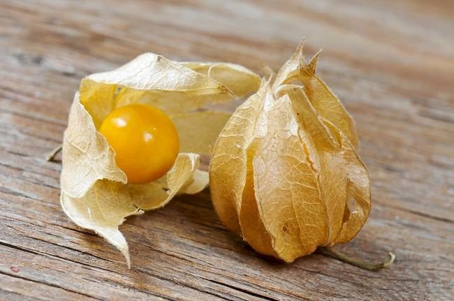 manfaat buah ciplukan