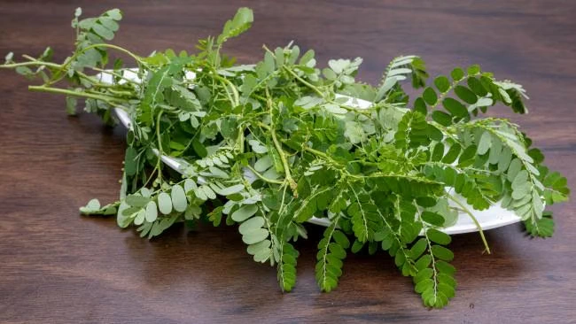 manfaat daun meniran