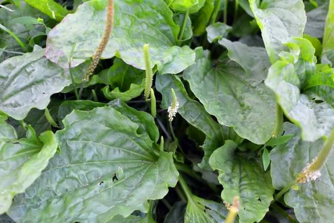 manfaat daun sendok