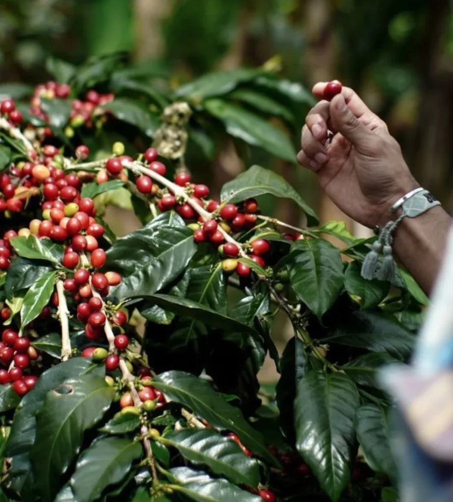 provinsi penghasil kopi terbesar