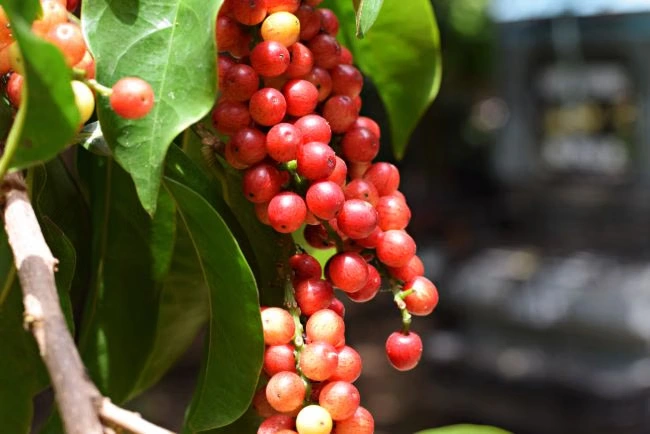 manfaat buah buni