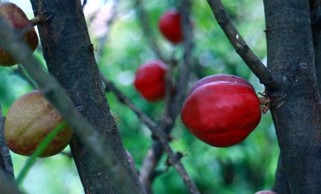 manfaat buah mahkota dewa