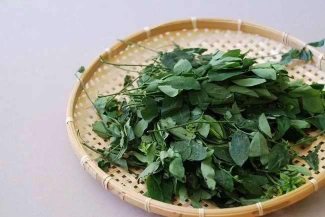 manfaat daun katuk