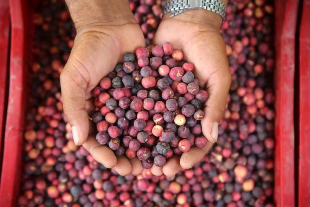 Falsa Pakistan Buah