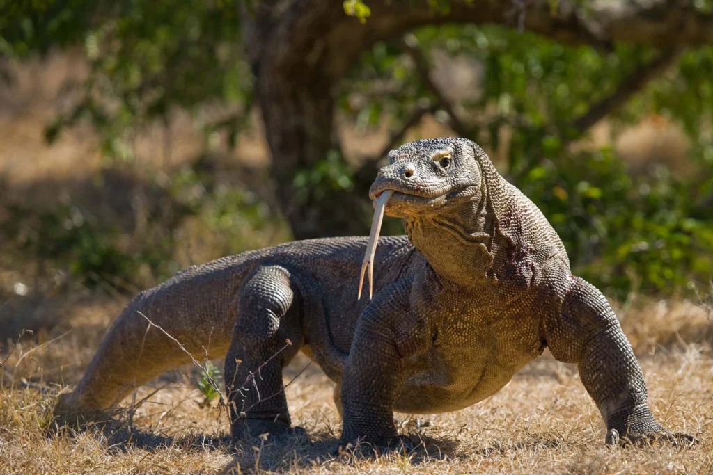Komodo Indonesia