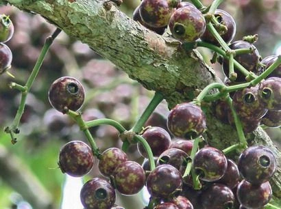 Manfaat Buah Gowok