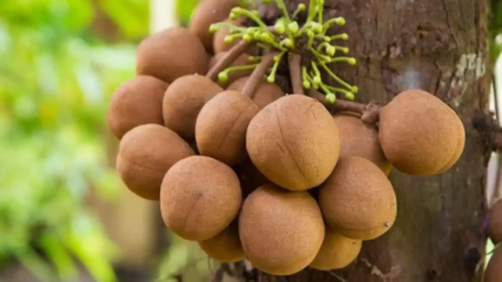 Manfaat Buah Kepel