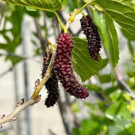 Shahtoot Pakistan Buah