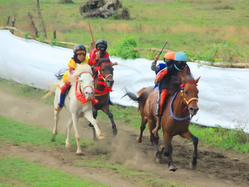 sandalwood pony