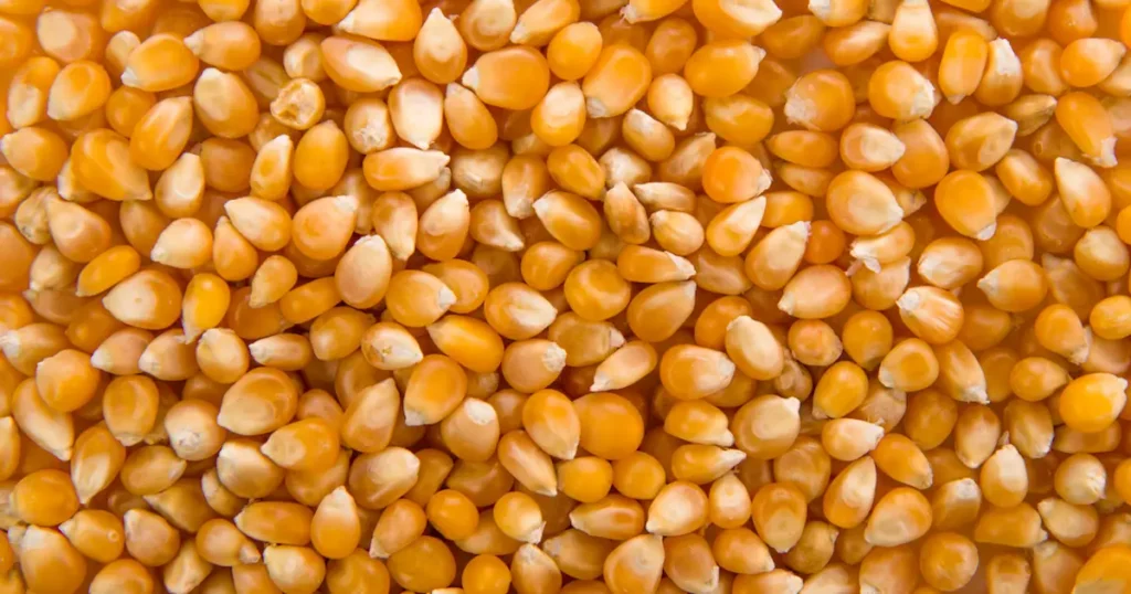 produksi jagung pipilan kering