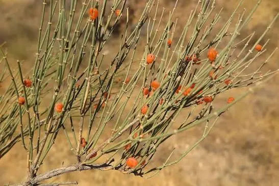 Ephedra procera Balochistan