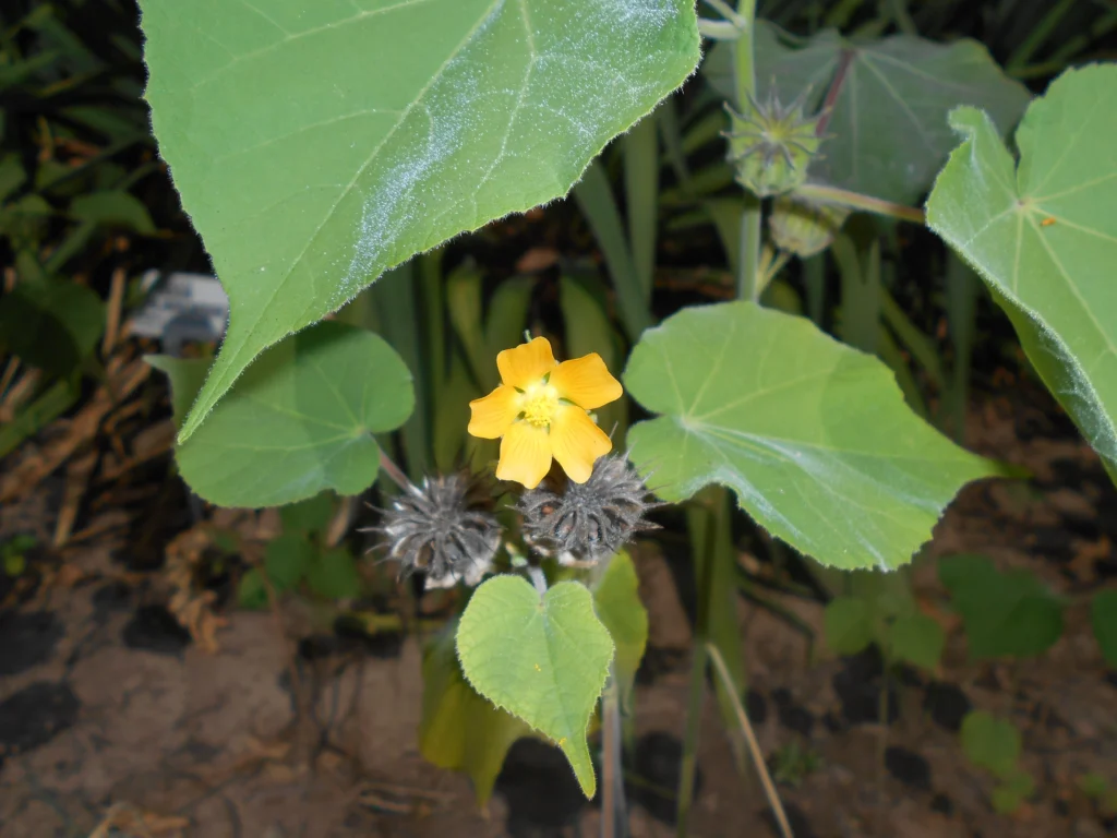Manfaat Abutilon pakistanicum