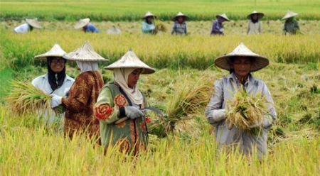5 Bisnis Pertanian Indonesia Mendunia