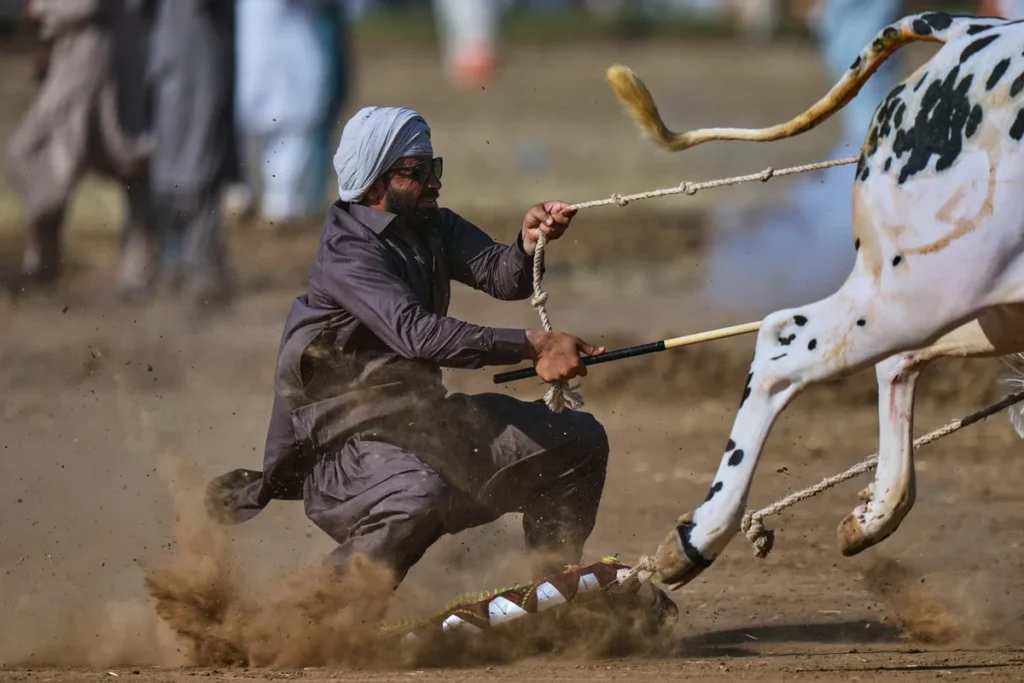 Tradisi Jalsa Sapi