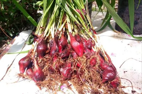 Manfaat Bawang Dayak