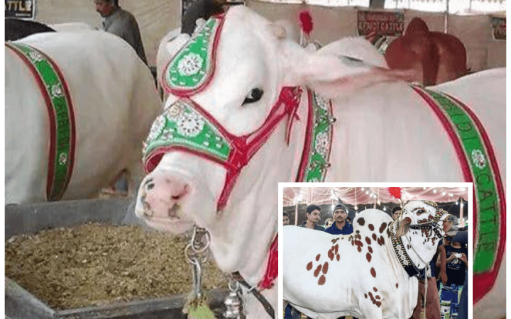 Foto Kambing Hias di Pakistan