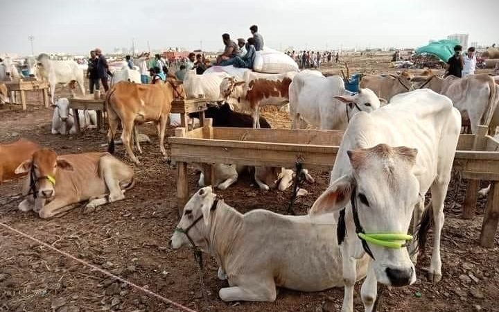 Suasana Pasar Hewan Kurban Mandi Sohrab Goth di Karachi, Pakistan