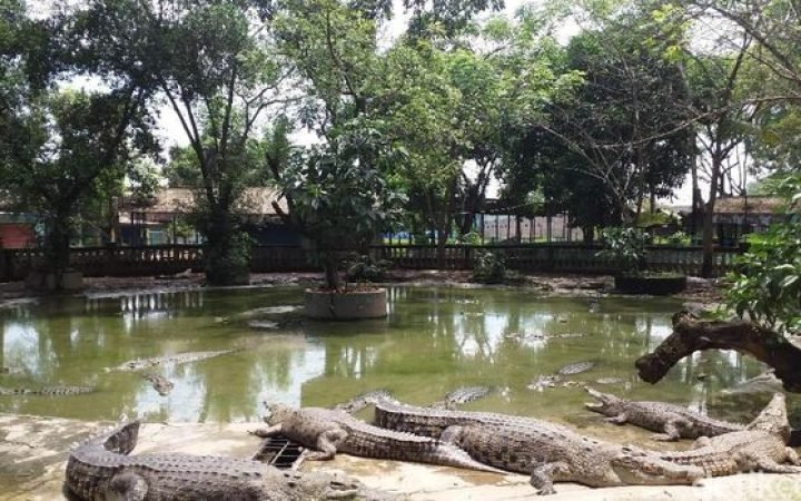 Taman Buaya Indonesia Jaya